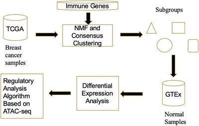 A Multi-Source Data Fusion Framework for Revealing the Regulatory Mechanism of Breast Cancer Immune Evasion